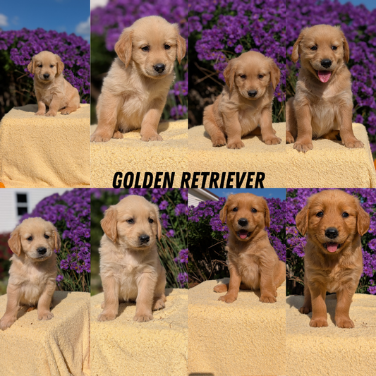 GOLDEN RETRIEVER (08/14) MALE