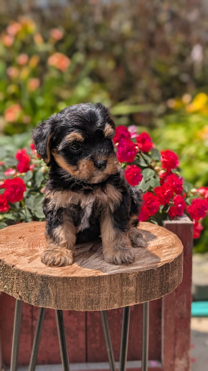 YORKIPOO (MAY 26) FEMALES