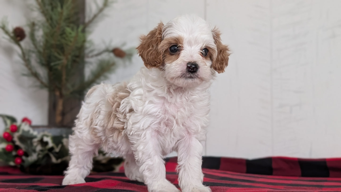 CAVAPOO (OCT 27) FEMALES