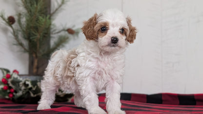 CAVAPOO (OCT 27) FEMALES
