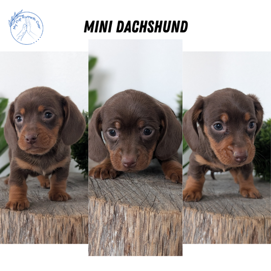 MINI DACHSHUND (09/22) MALE