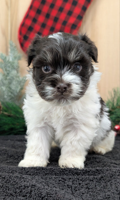 HAVANESE (OCT 25) MALES
