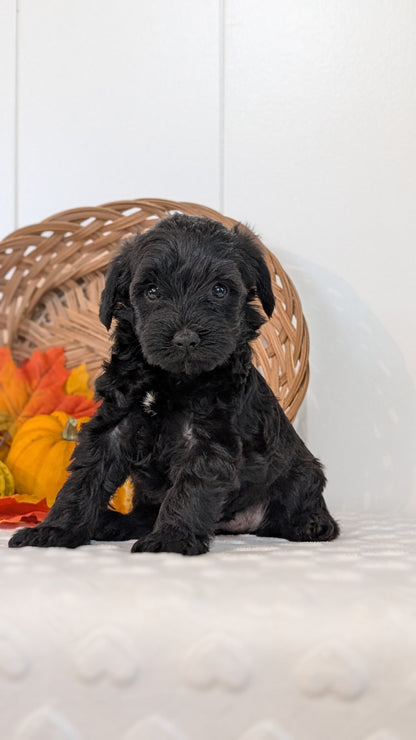 SCHNOODLE (SEP 03) 4 FEMALES/3 MALES