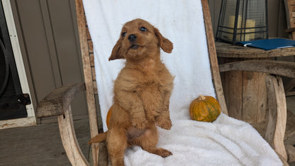 MINI GOLDENDOODLE (07/30) FEMALE