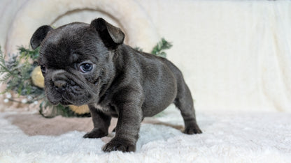 FRENCH BULLDOG (OCT 08) FEMALES