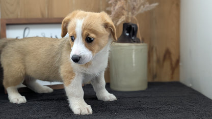 CORGI (JUL 13) 2 FEMALES/3 MALES