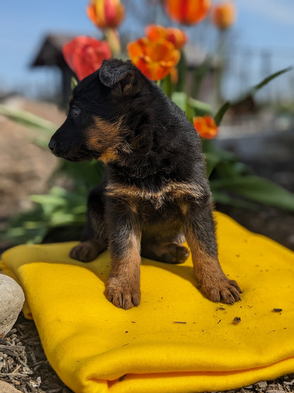 GERMAN SHEPHERD (03/15) FEMALE
