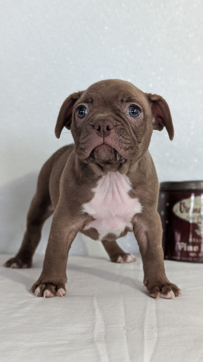 FRENCHTON (NOV 15) FEMALES