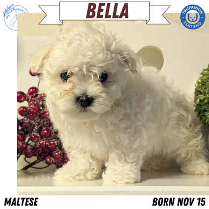 MALTESE (NOV 15) FEMALES