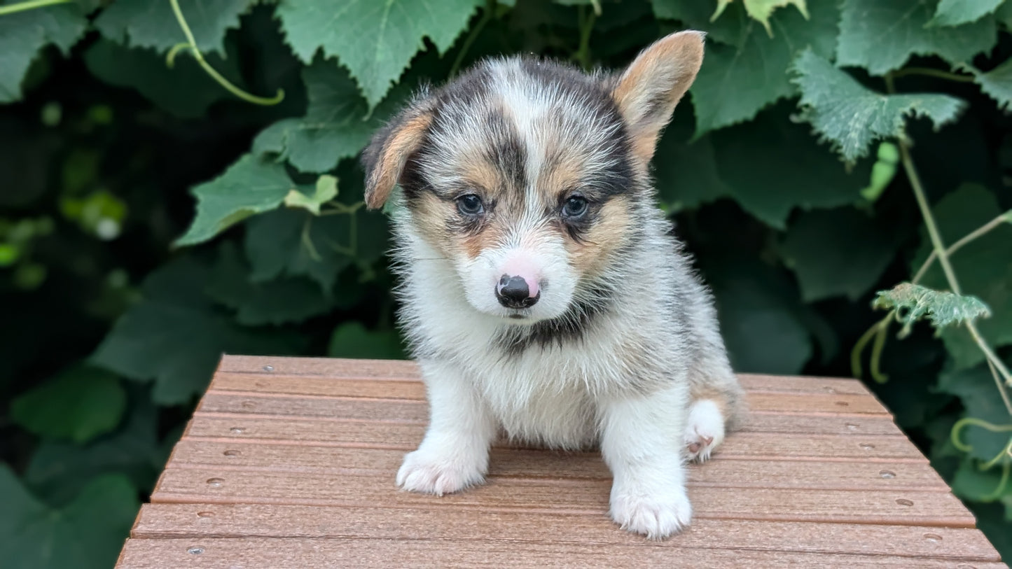 CORGI (JUN 22) MALES