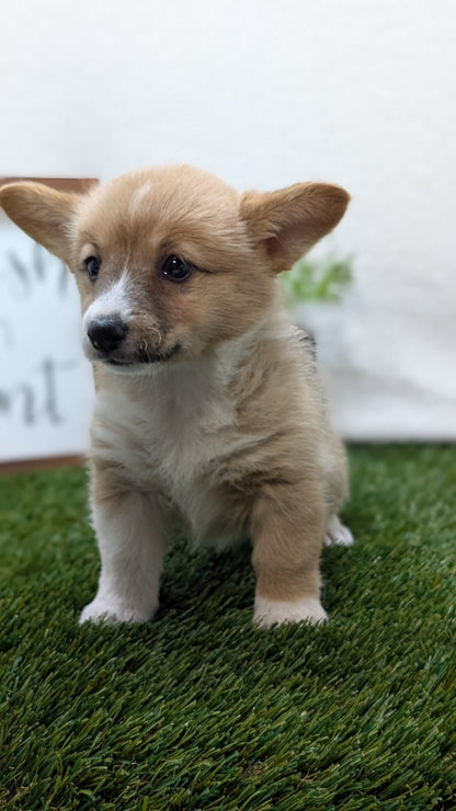 CORGI (07/10) FEMALE