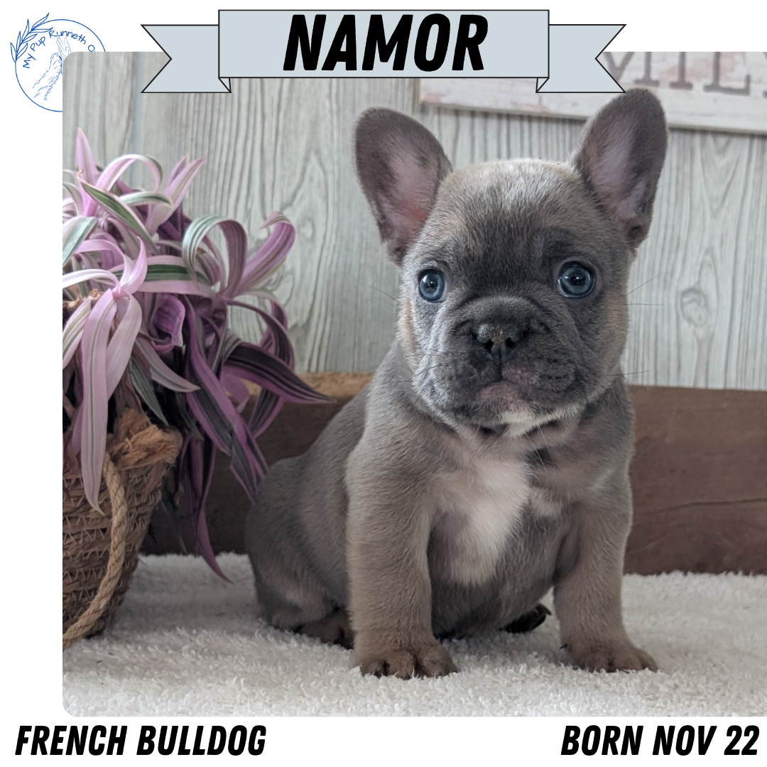 FRENCH BULLDOG (NOV 22) MALES