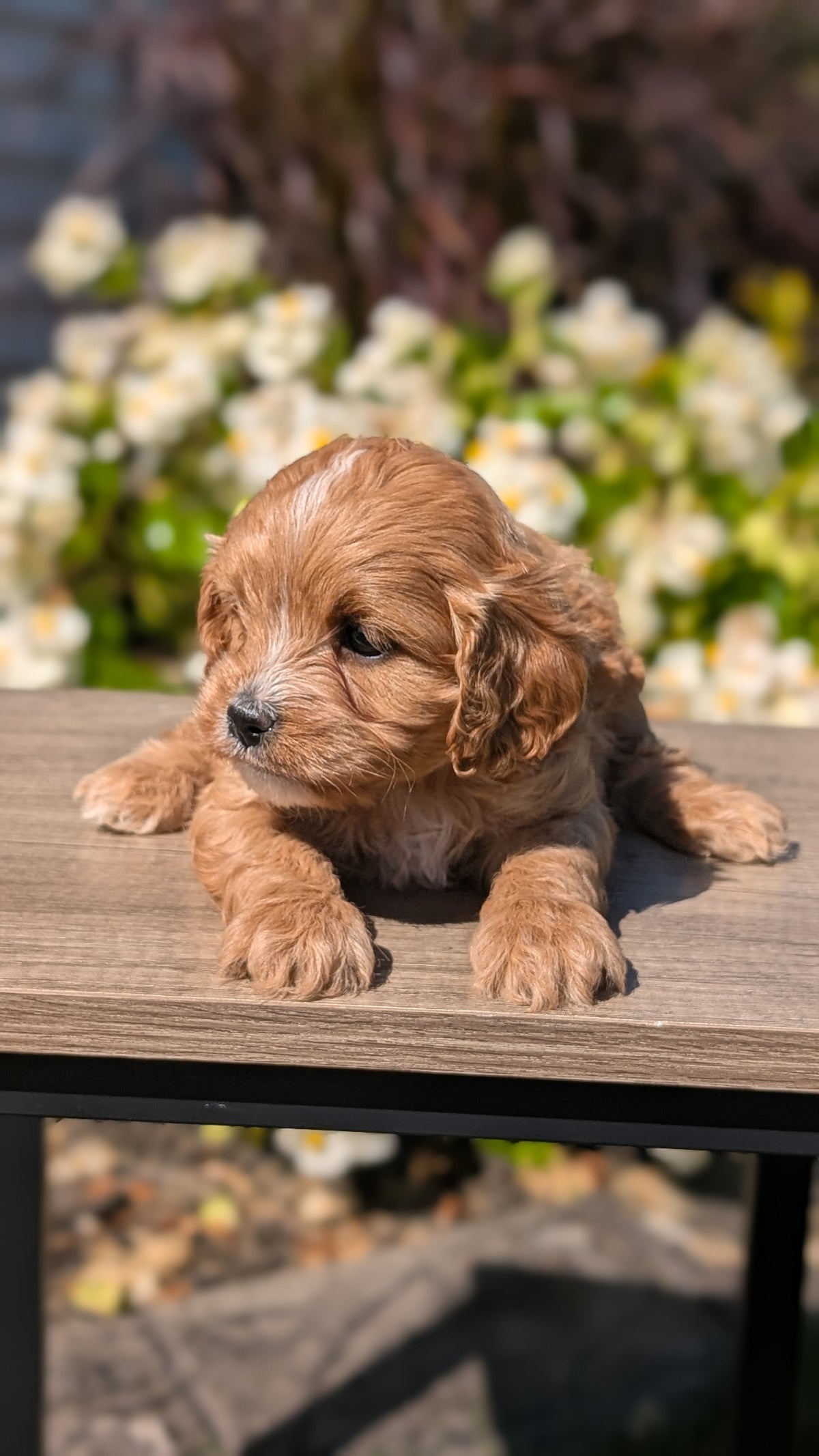 CAVAPOO (AUG 20) 2 MALES/1 FEMALE