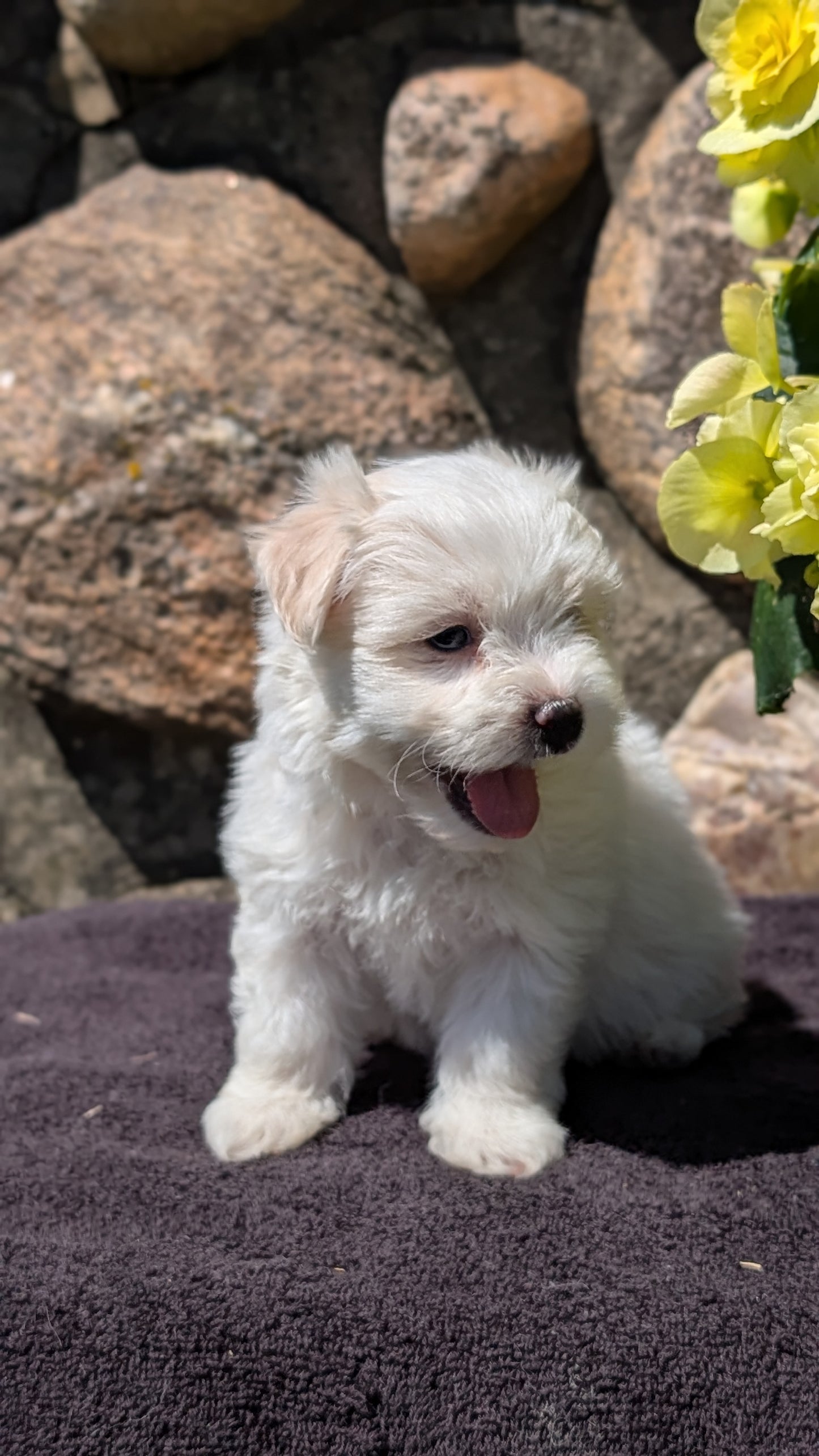 HAVANESE (MAY 14) MALES