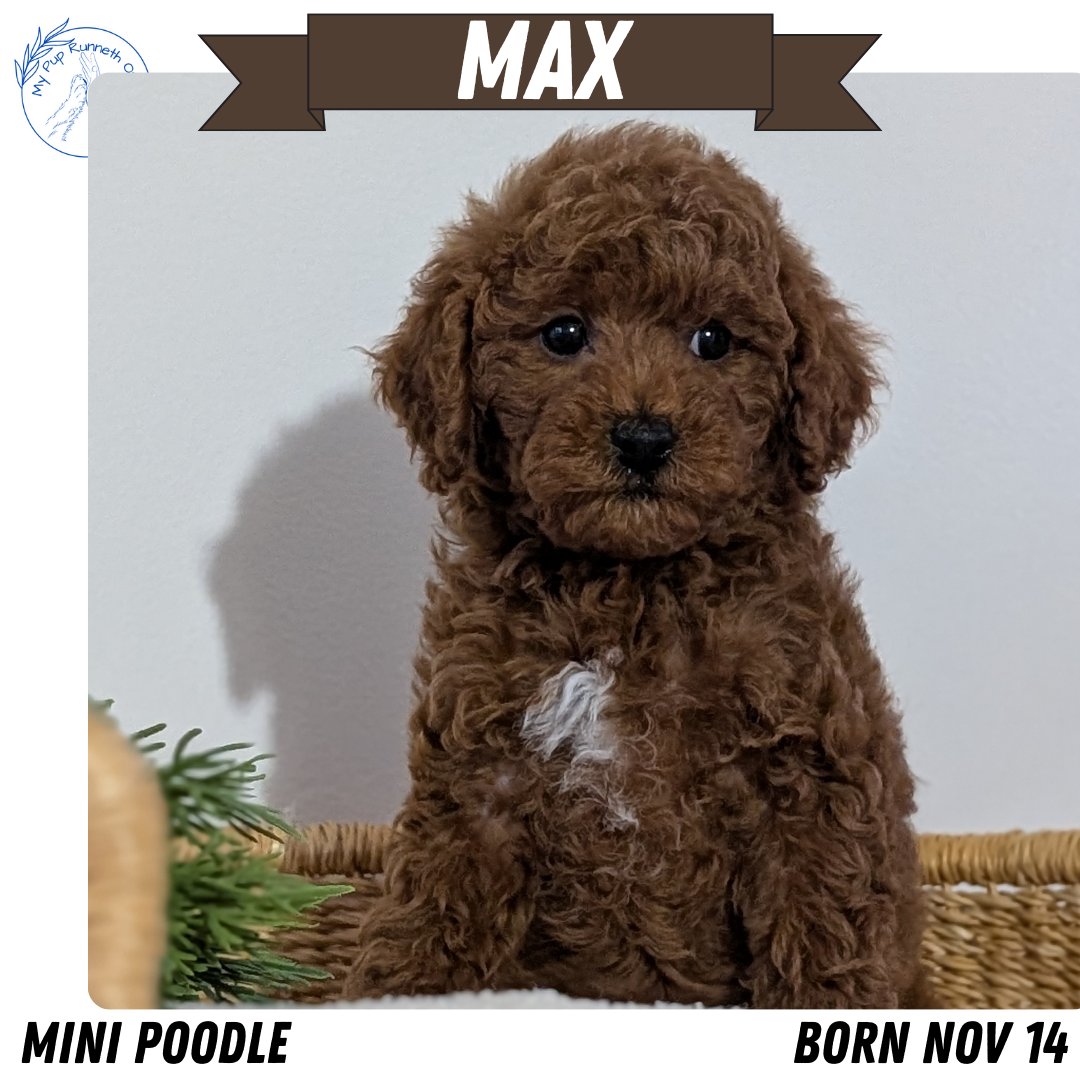 MINI POODLE (NOV 14) MALES