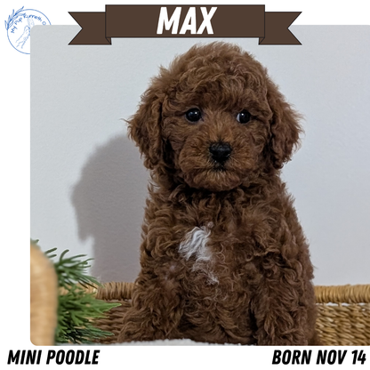 MINI POODLE (NOV 14) MALES
