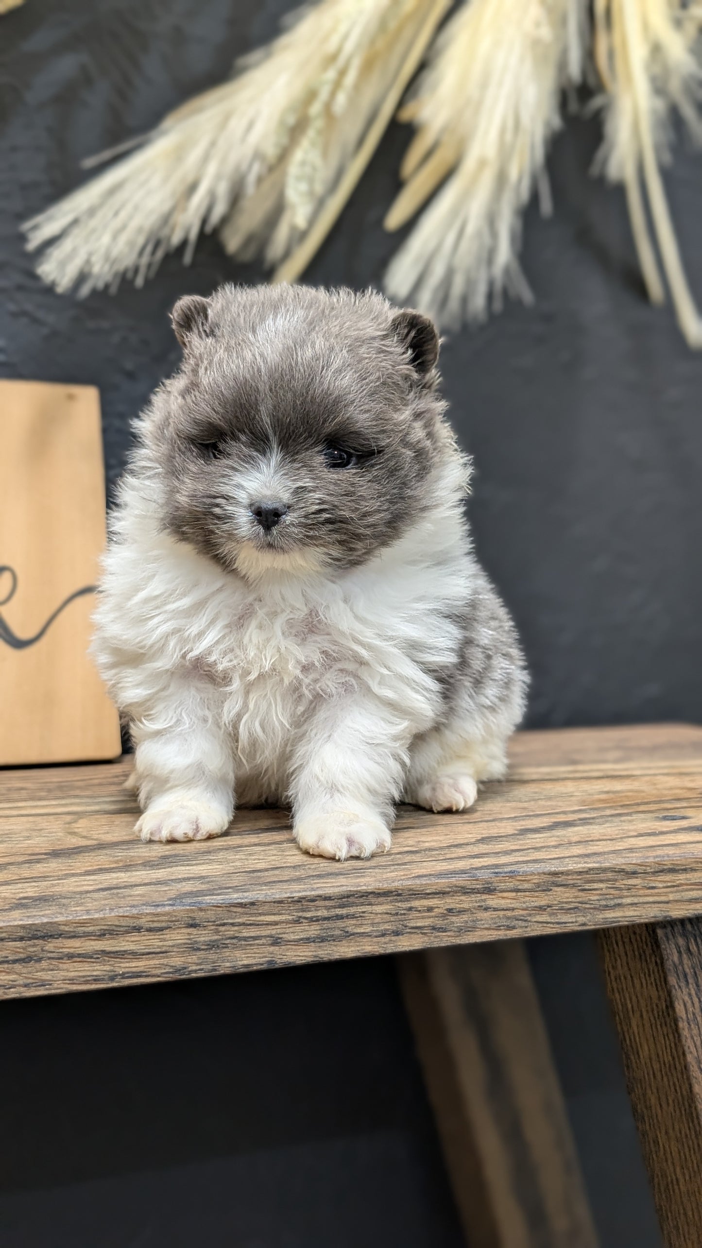 POMERANIAN (NOV 07) MALES