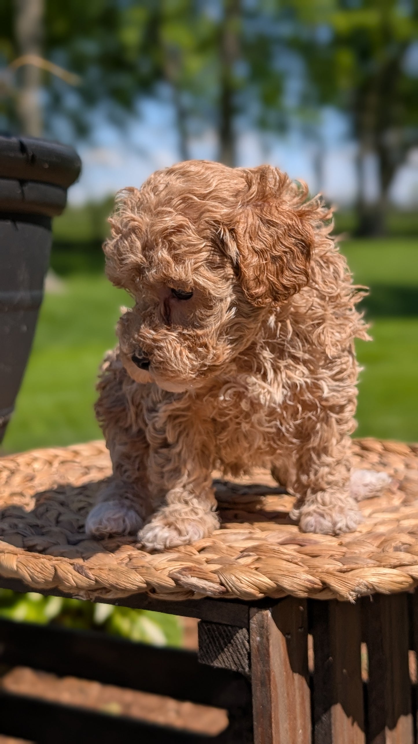 MINI POODLE (APR 03) FEMALES