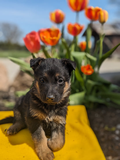 GERMAN SHEPHERD (03/15) FEMALE