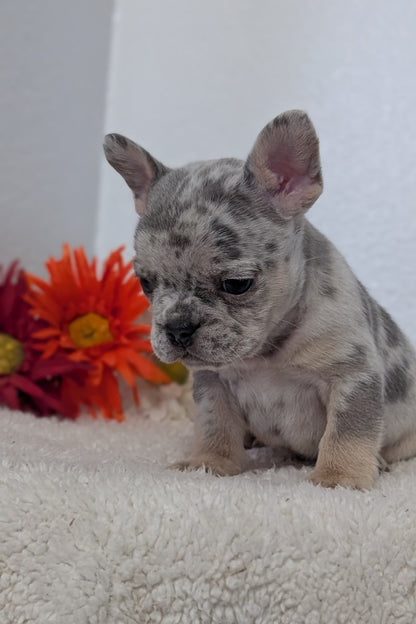 FRENCH BULLDOG (FEB 21) MALES