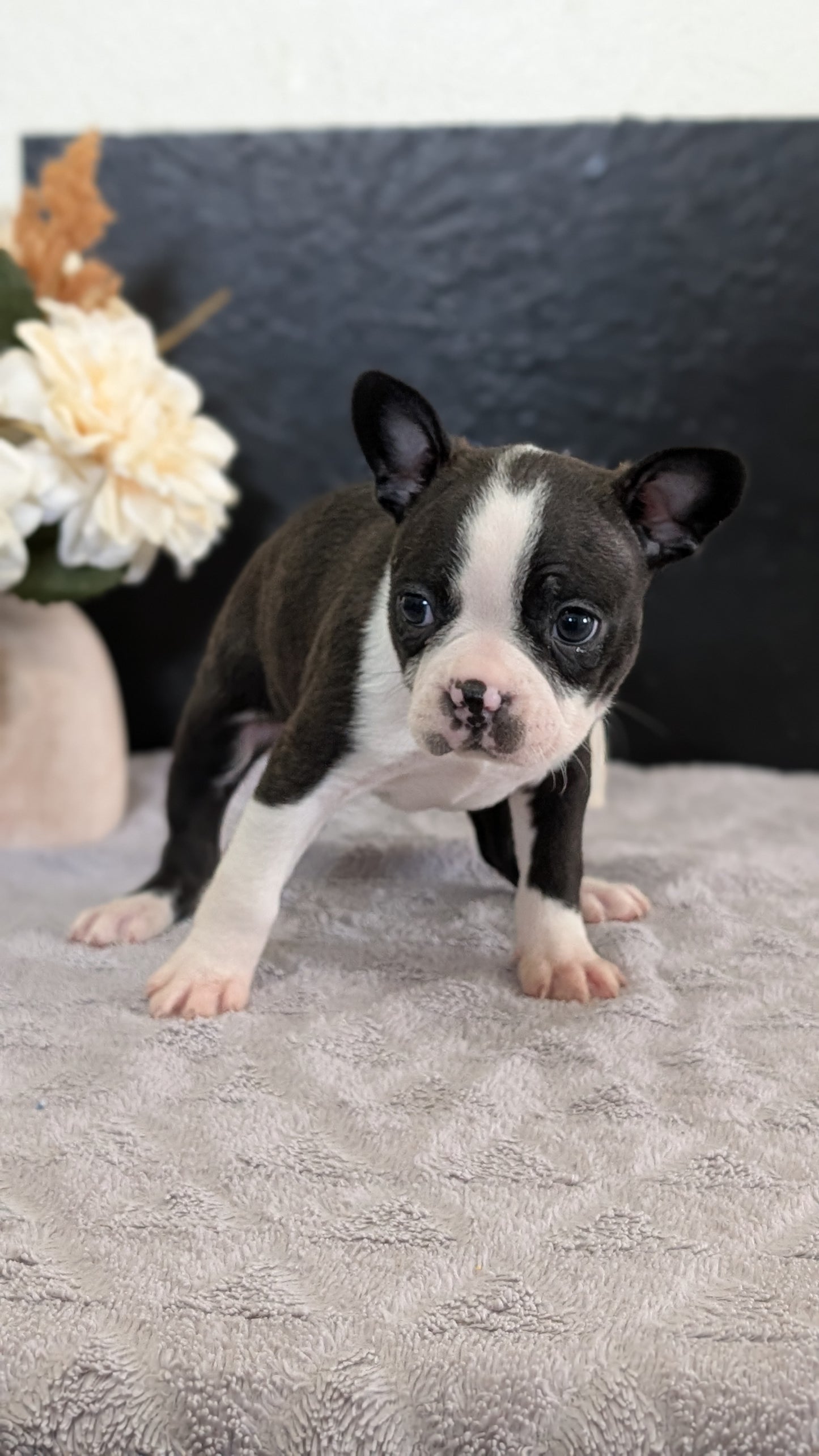 BOSTON TERRIER (FEB 09) FEMALES