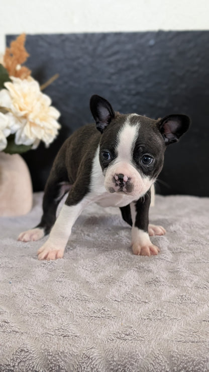 BOSTON TERRIER (FEB 09) FEMALES