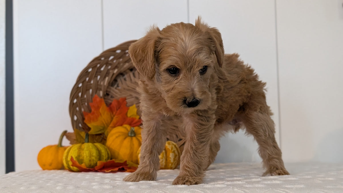 SCHNOODLE (SEP 03) 4 FEMALES/3 MALES