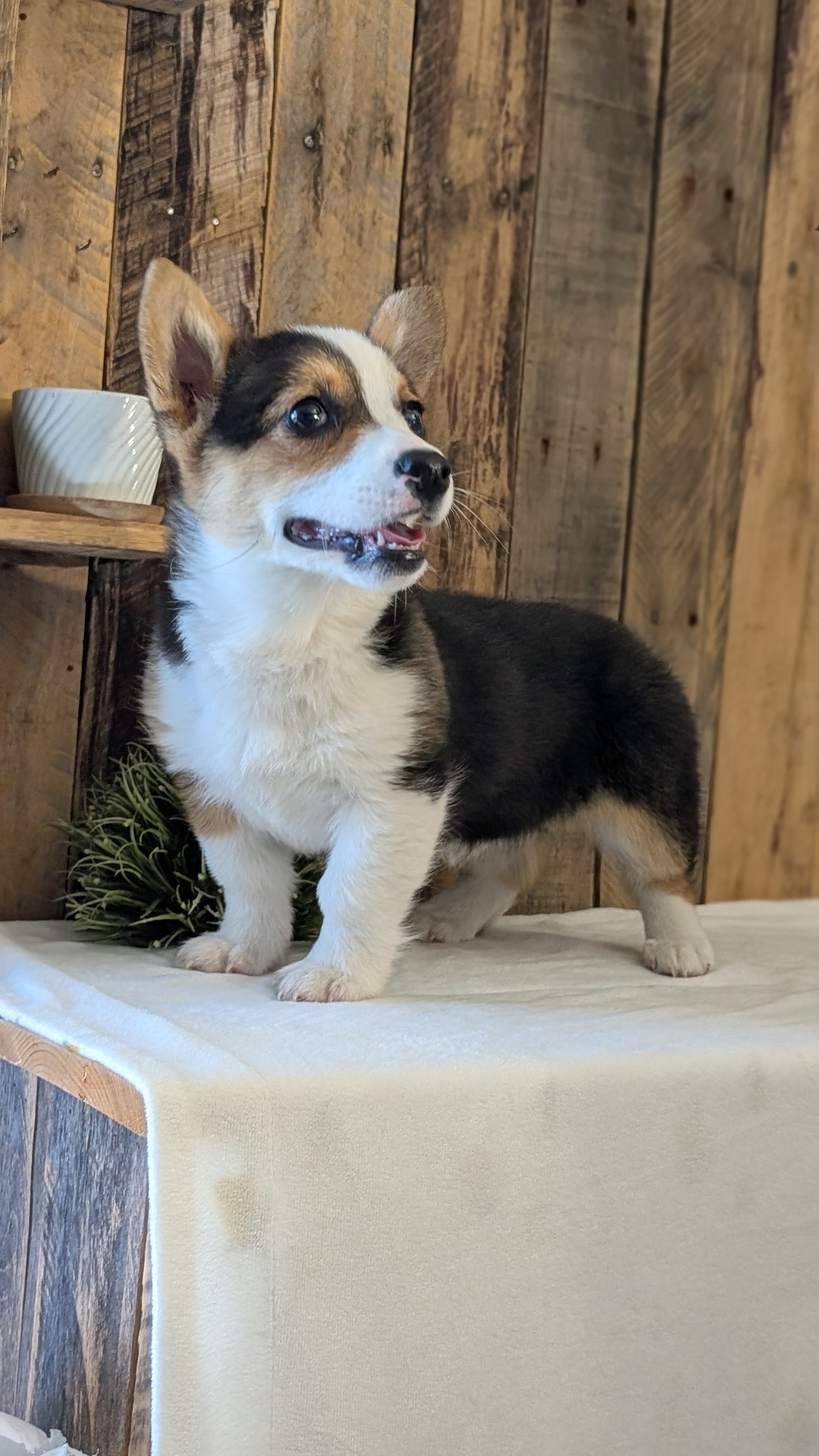 CORGI (JAN 09) FEMALE