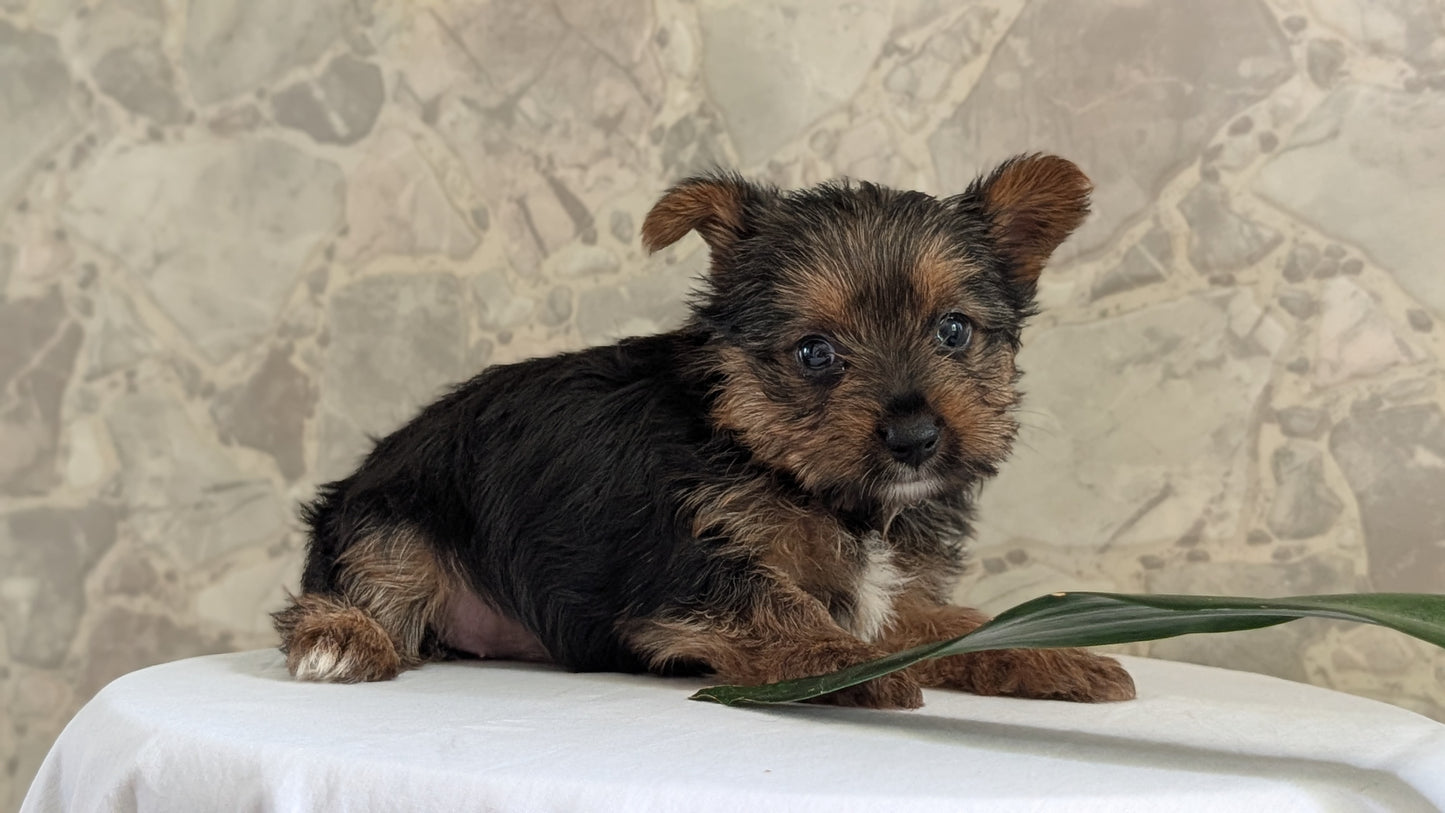 YORKSHIRE TERRIER (APR 26) FEMALES