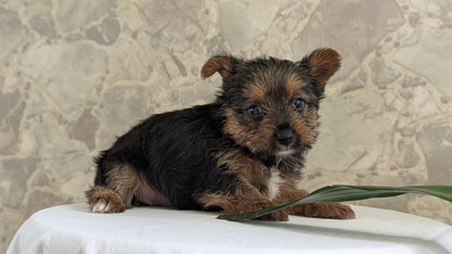 YORKSHIRE TERRIER (APR 26) FEMALES