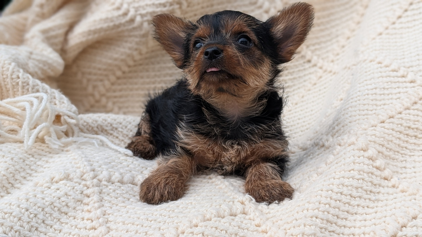 YORKSHIRE TERRIER (MAY 20) FEMALE