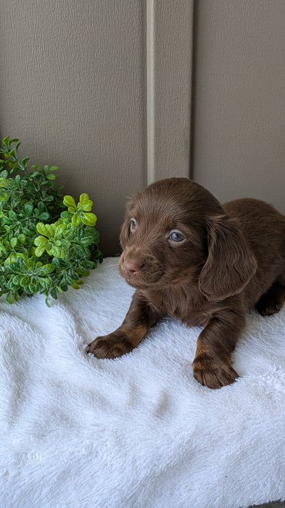 MINI DACHSHUND (02/21) MALE