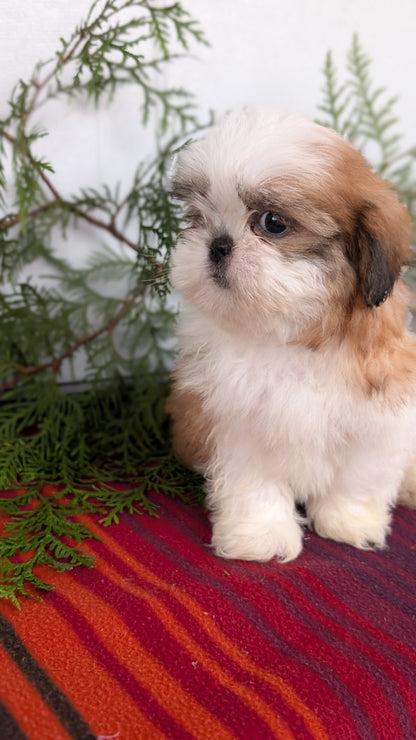 SHIH TZU (SEP 30) MALES