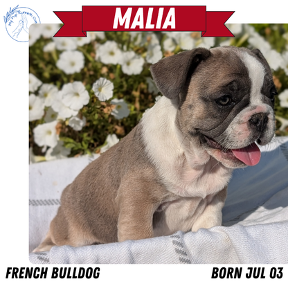 FRENCH BULLDOG (07/03) FEMALE