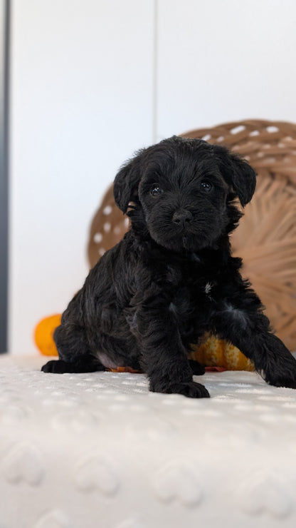 SCHNOODLE (SEP 03) 4 FEMALES/3 MALES