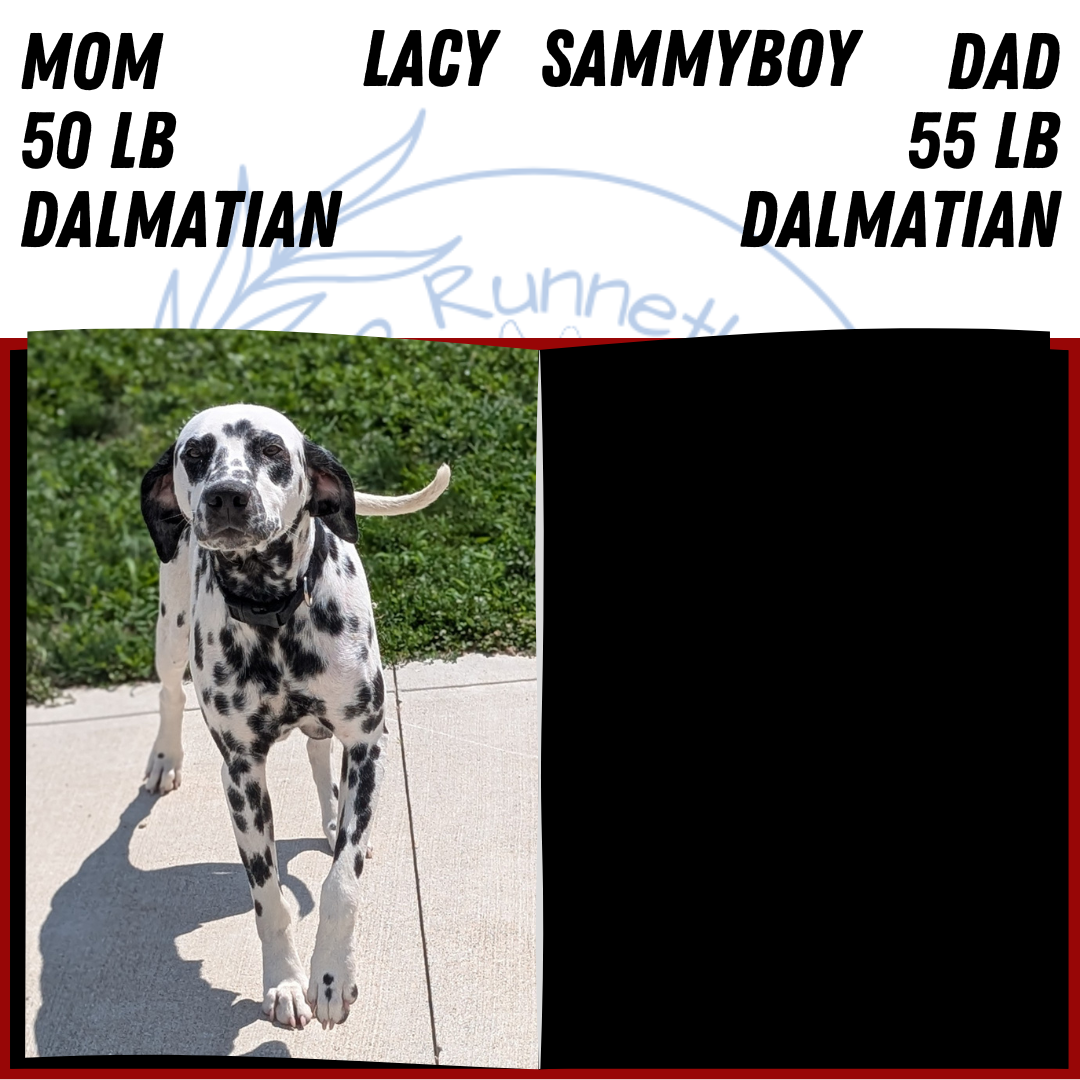 DALMATIAN (JUN 29) MALES