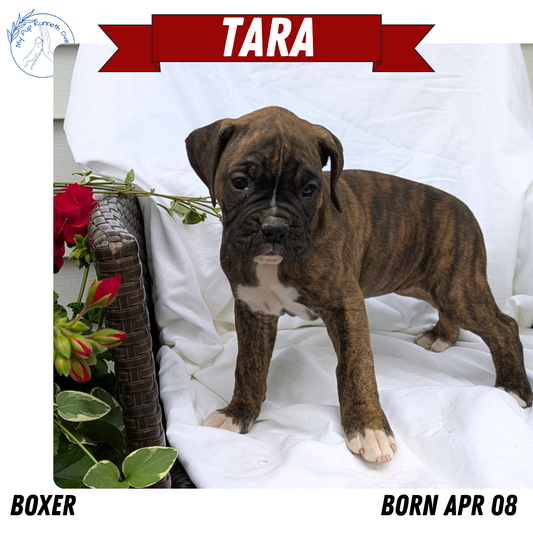 BOXER (04/08) FEMALE