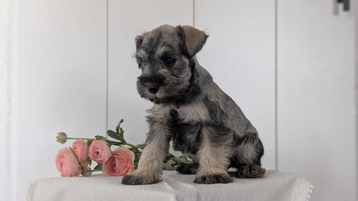 MINI SCHNAUZER (JAN 14) FEMALES
