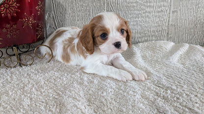 CAVALIER (09/12) MALE