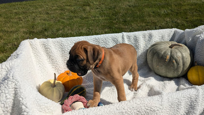 BOXER (08/27) FEMALE