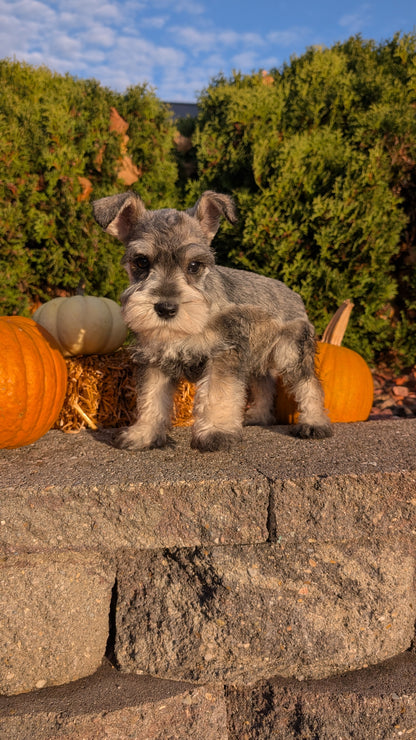 MINI SCHNAUZER (09/11) MALE