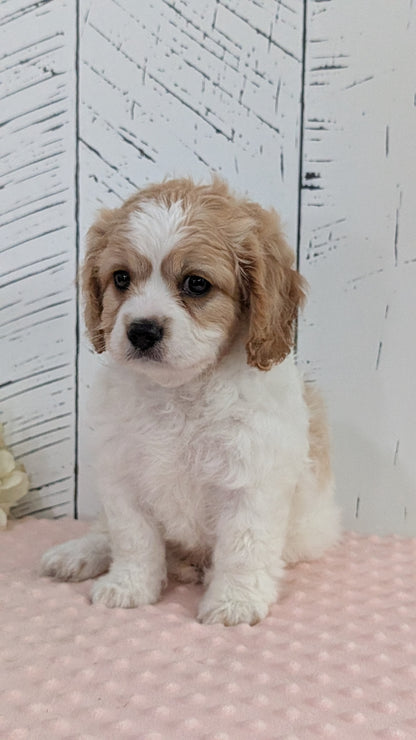 CAVAPOO (JUN 14) MALES