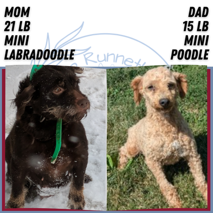 MINI LABRADOODLE (OCT 20) FEMALES