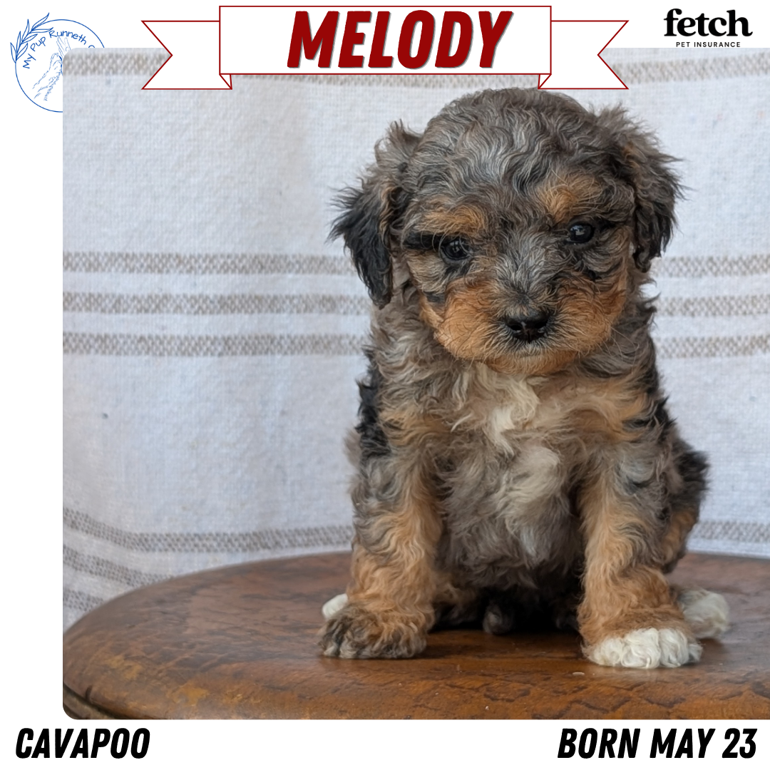CAVAPOO (MAY 23) FEMALES