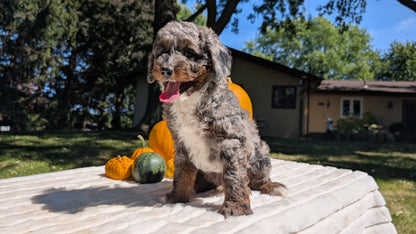MINI BERNEDOODLE (07/25) MALE