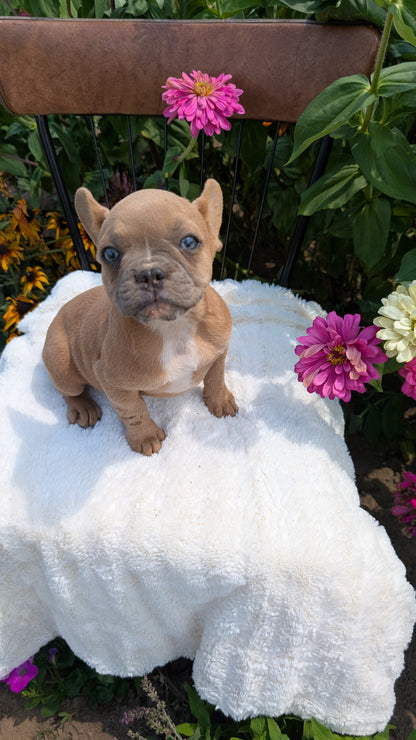 FRENCH BULLDOG (05/07) FEMALE