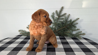IRISH SETTER (NOV 02) FEMALE