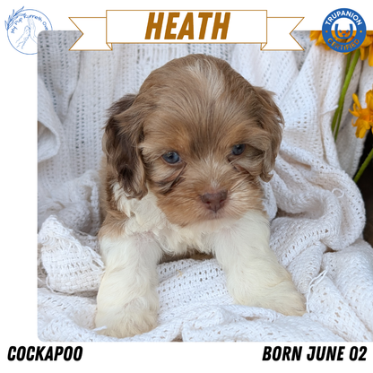 COCKAPOO (06/02) MALE