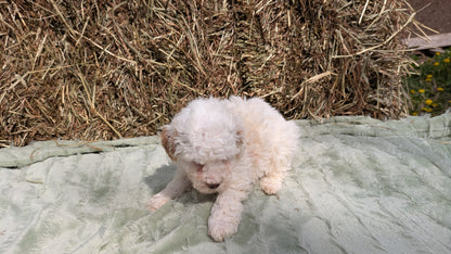 MINI POODLE (03/18) MALE