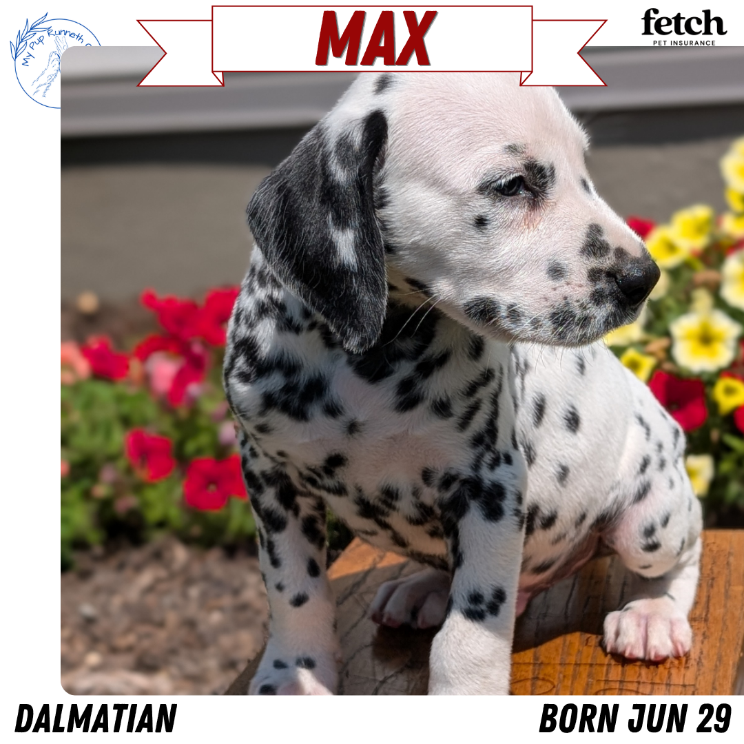 DALMATIAN (JUN 29) MALES